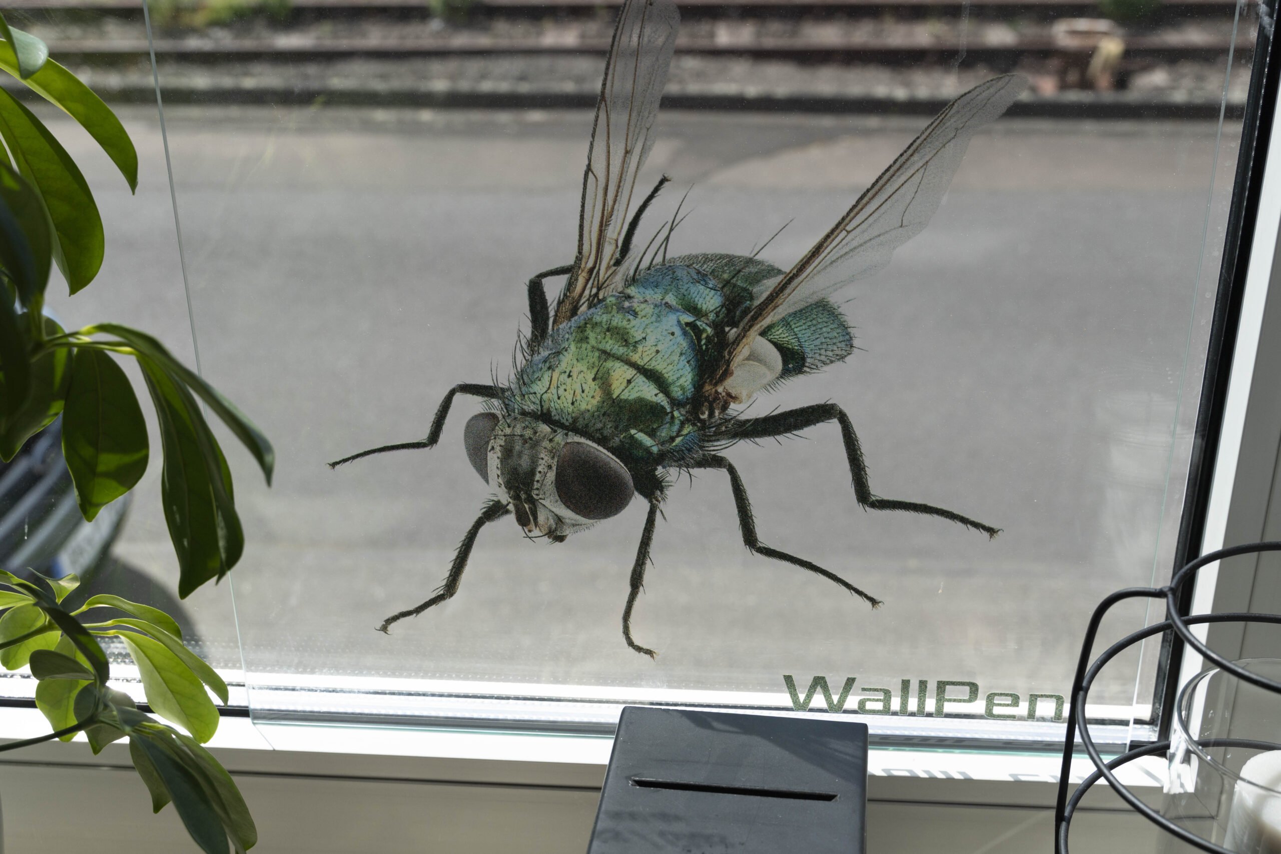 nadruk na szkle mucha